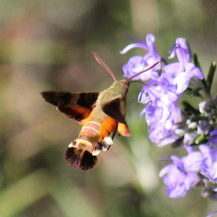 Macroglossum trochilus trochilus