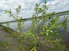 Salix × meyeriana