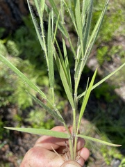 Dichanthelium consanguineum