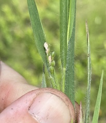 Dichanthelium consanguineum