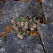 Eriogonum holmgrenii - Photo (c) Bryce Silver-Bates, algunos derechos reservados (CC BY-NC), uploaded by Bryce Silver-Bates
