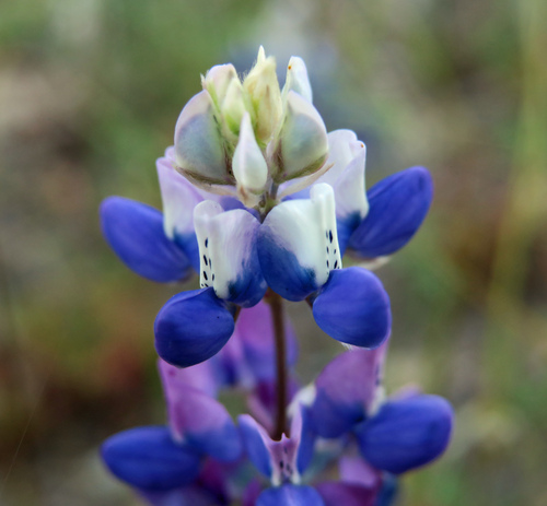iNaturalist observation photo of lupines