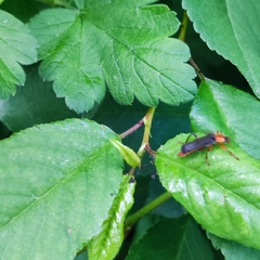 Cantharis pellucida