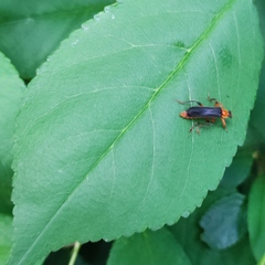 Cantharis pellucida