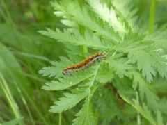 Diacrisia purpurata