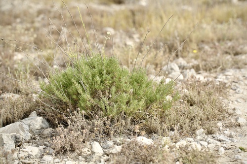 Gypsophila struthium (Gypsophila struthium)