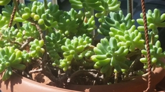Sedum pachyphyllum