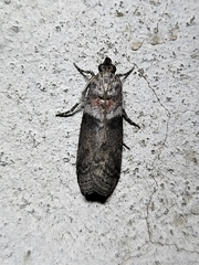 Sciota subfuscella