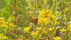 Coenonympha glycerion