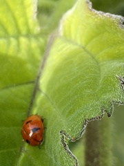 Coccinella transversoguttata