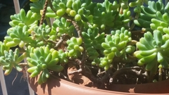 Sedum pachyphyllum