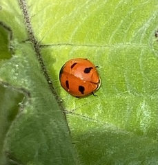 Coccinella transversoguttata