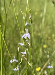 Lobelia nuttallii