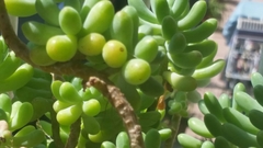 Sedum pachyphyllum