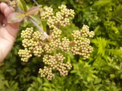 Viburnum cassinoides image