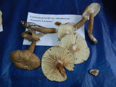 Lactifluus gerardii