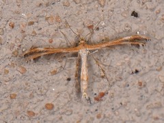 Dejongia californicus