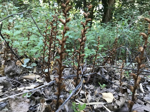 Orobanche du lierre