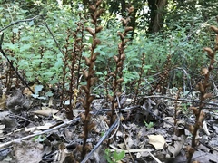Orobanche hederae