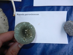 Russula parvovirescens