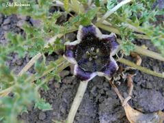 Jaborosa laciniata