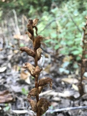 Orobanche hederae