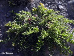 Jaborosa laciniata