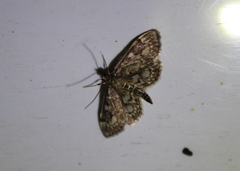 Anania coronata