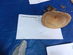 Lactarius romagnesii