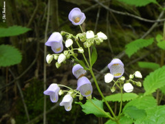 Jovellana punctata