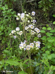 Jovellana punctata