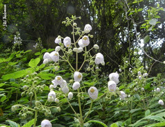 Jovellana punctata