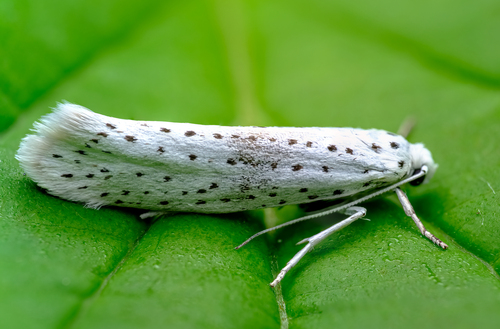 Bird-cherry Ermine