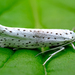 Bird-cherry Ermine - Photo (c) Adriano Losso, some rights reserved (CC BY-NC), uploaded by Adriano Losso