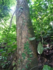 Brosimum costaricanum