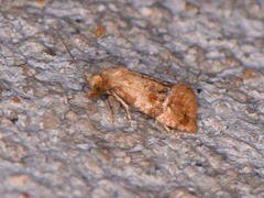 Cochylis bucera