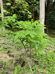 Averrhoa carambola