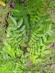 Averrhoa carambola
