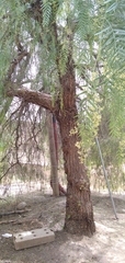 Schinus molle