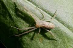 Tibelloides punctulatus