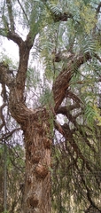 Schinus molle