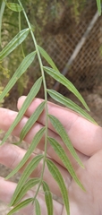 Schinus molle