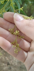 Schinus molle