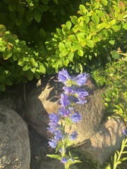 Echium vulgare