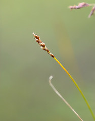 Carex myosuroides