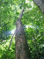 Brosimum costaricanum