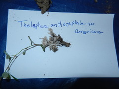 Thelephora anthocephala