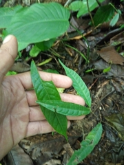 Brosimum costaricanum