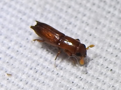 Euplatypus compositus