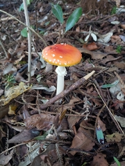 Amanita muscaria